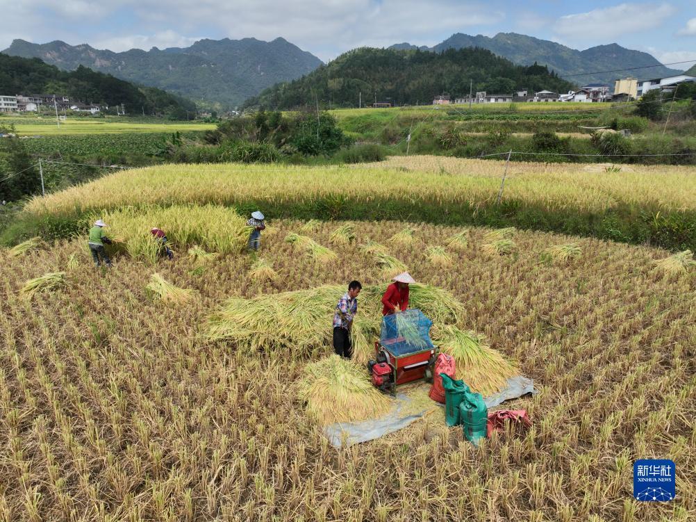 菠菜网下载